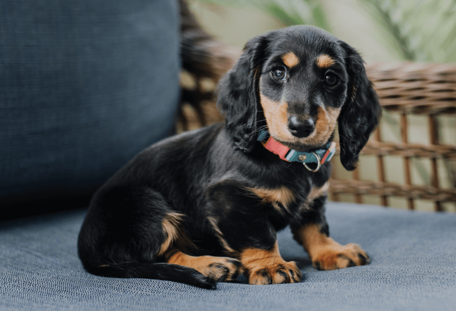 Miniature wiener dogs outlet for sale near me